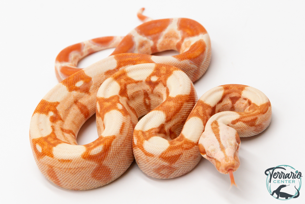 Boa constricteur - Boa imperator Albinos Kahl Poss Jungle