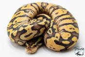 Python royal - Python regius Pastel Vanilla