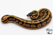 Python Royal - Python regius Piebald Low White