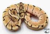 Python royal - Python Regius Spider Fire