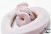 Python royal - Python regius Super Fire