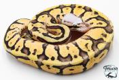 Python royal - Python regius Super Pastel Vanilla