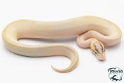 Python royal - Python regius Ivory Enchi