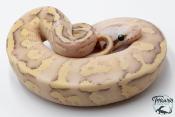 Python royal - Python Regius Vanilla Scream Lesser