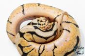 Python royal - Python regius Bumblebee