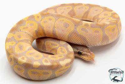 Python royal - Python regius Banana Pastel NCUE 2026