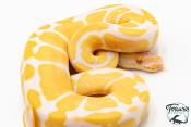 Python royal - Python regius Albinos