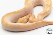 Python royal - Python regius Banana Sugar Spider
