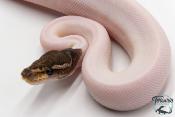 Python royal - Python regius Piebald Mojave Black Pastel