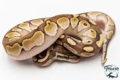 Python royal - Python regius Butter