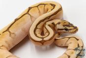 Python royal - Python regius Butter Bee