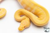 Python royal - Python regius Albinos Pinstripe