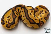Python royal - Python regius Clown Fire