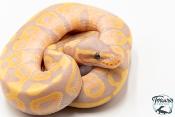 Python royal - Python regius Banana