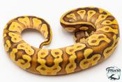 Python royal - Python regius Enchi Mojave Yellow Belly