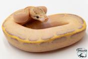 Python royal - Python regius Ivory Leopard