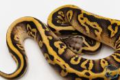 Python royal - Python regius Leopard Sugar Pastel