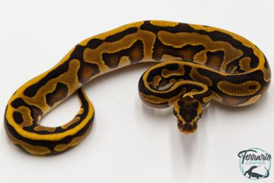 Python royal - Python regius Leopard YellowBelly