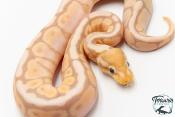 Python royal - Python regius Banana Cinnamon Spider