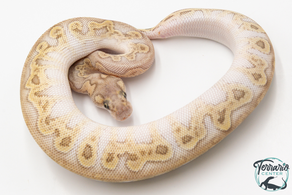 Python royal - Python regius Clown Butter GHI