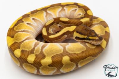 Python royal - Python regius Butter Enchi