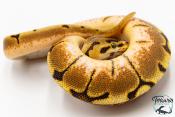 Python royal - Python regius Enchi Spider