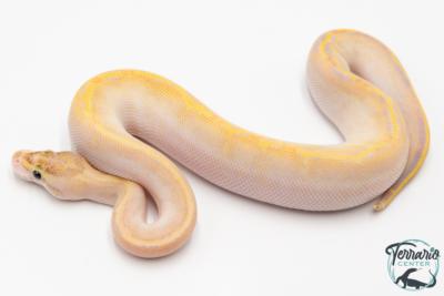 Python Royal - Python regius Ivory