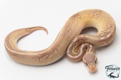 Python royal - Python regius Banana Black Pewter