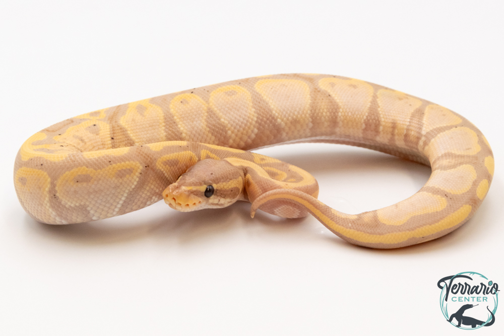 Python royal - Python regius Banana