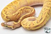 Python royal - Python regius Super Enchi Pastave Yellow Belly