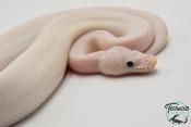 Python royal - Python regius Ivory Bumblebee