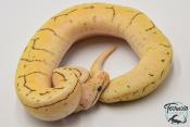 Python royal - Python regius Spinner Blast Yellow Belly