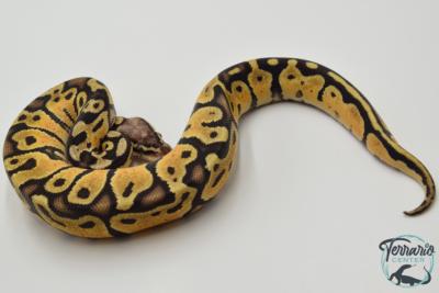 Python royal - Python regius Pastel Specter