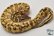 Python royal - Python Regius Pastave Enchi Yellow Belly