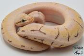 Python royal - Python regius Spinner Blast Enchi (Poss YB)