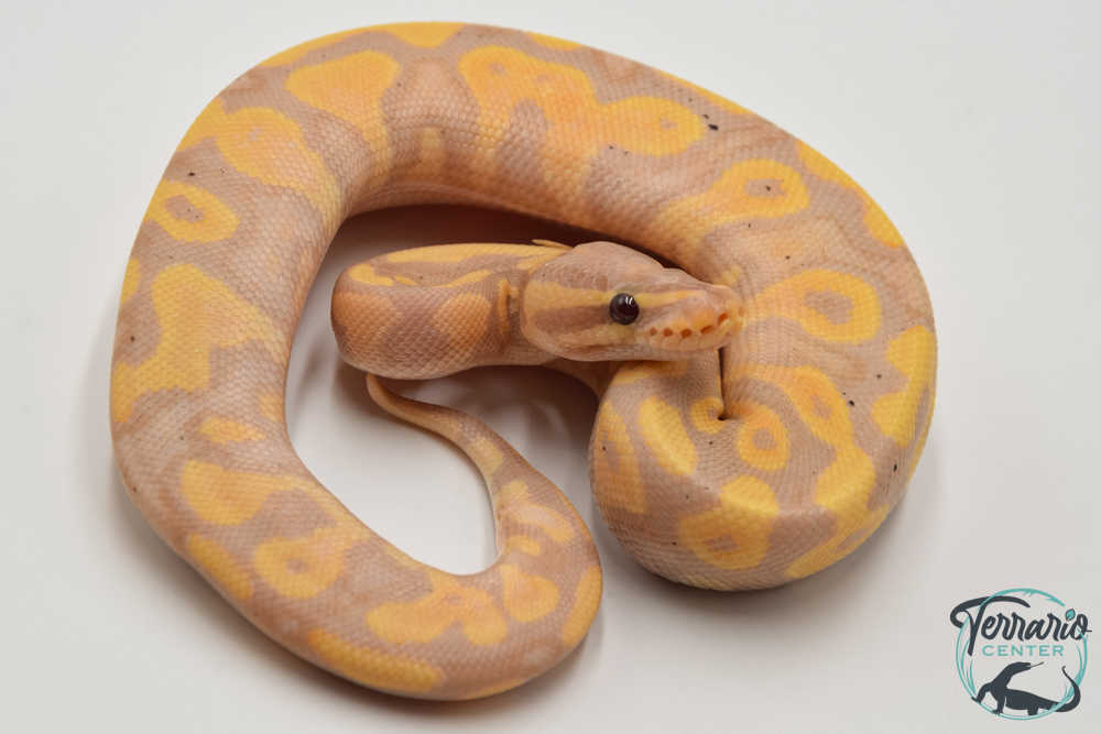 Python royal - Python regius Banana Yellow Belly