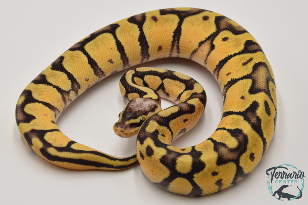 Python royal - Python regius Firefly
