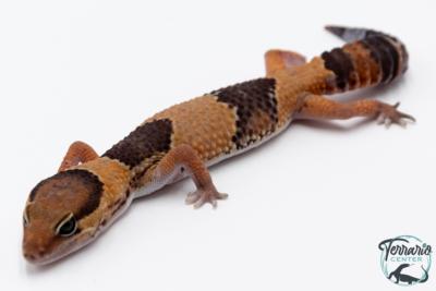 Hemitheconyx caudicinctus - Gecko à queue grasse - Femelle &#9792; A4