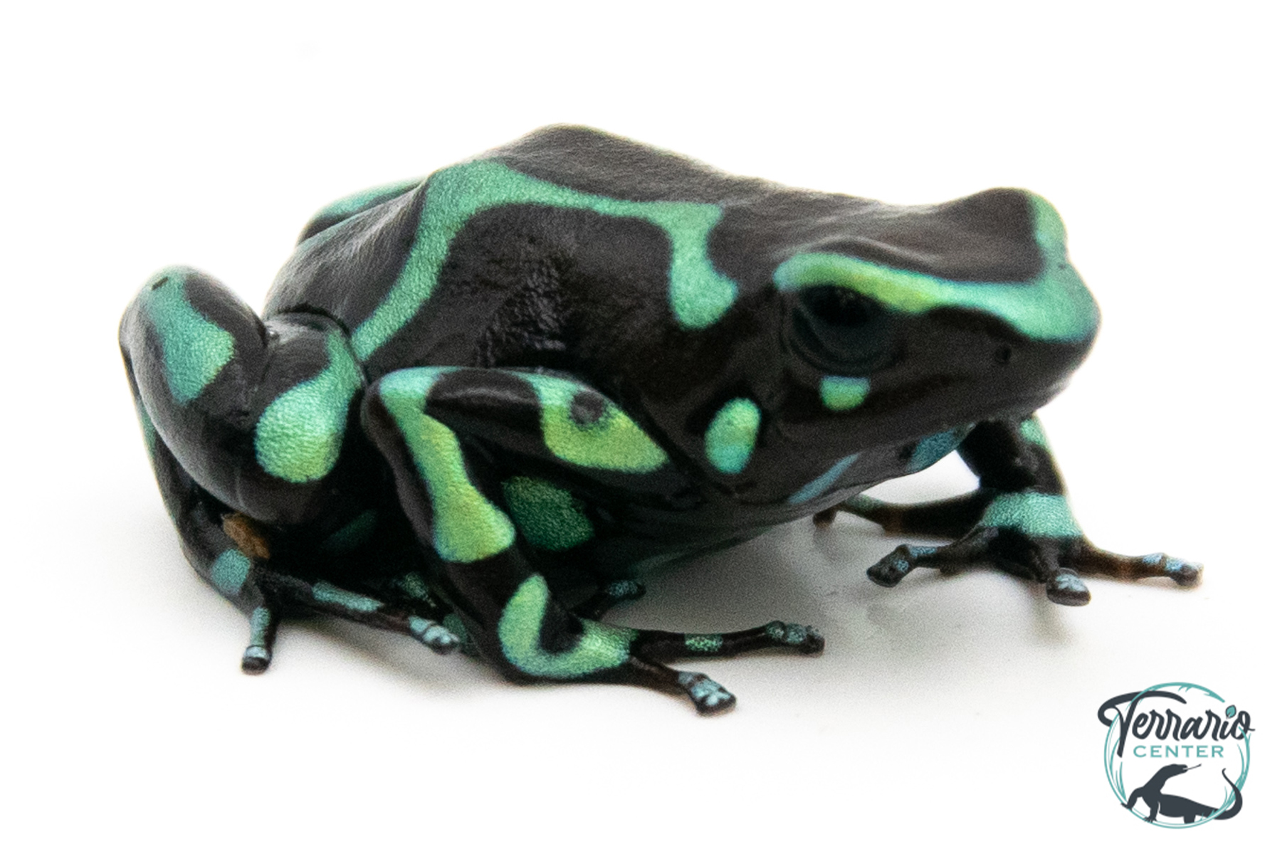 Dendrobates auratus - Dendrobate doré Colon