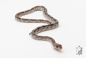 Bogertophis subocularis Axanthic - Serpent ratier du Trans-Pecos - Mâle