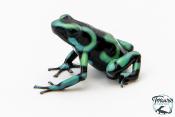 Dendrobates auratus - Dendrobate doré Green