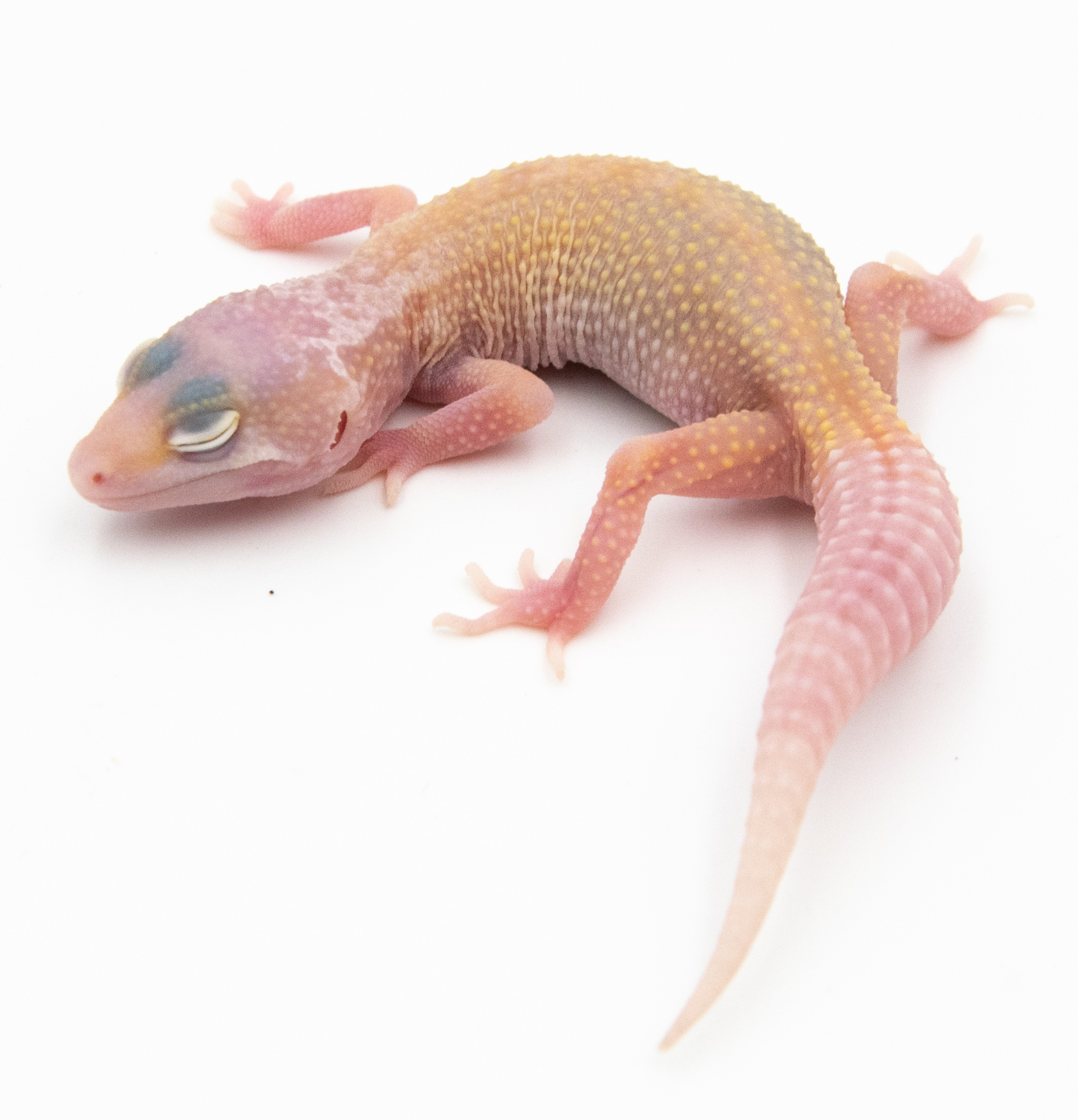 EG05 - Gecko Léopard - Eublepharis Macularius Ember - non sexé - NC 2022