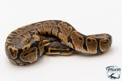 Python royal - Python regius Yellow Belly
