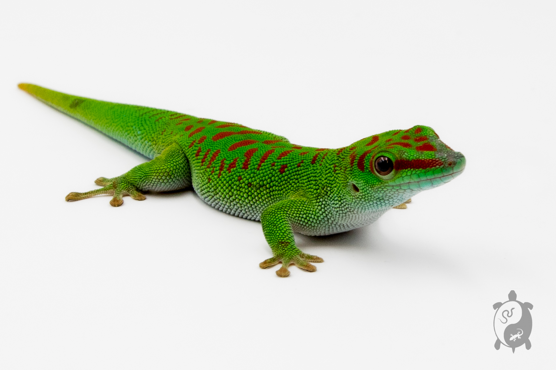 Phelsuma grandis - Gecko géant de Madagascar