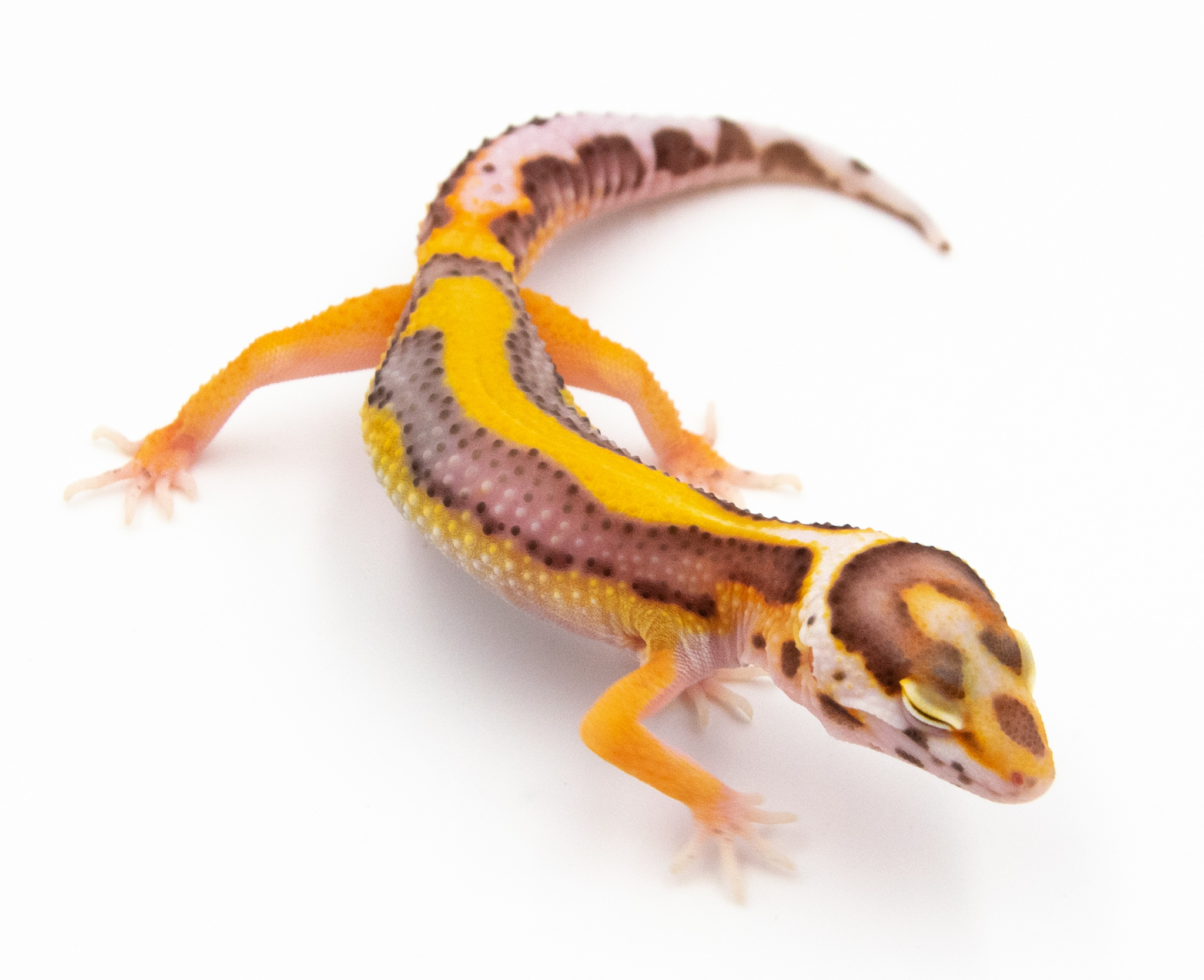 EG09 - Gecko Léopard - Eublepharis Macularius Bell Stripe - non sexé - NC 2022
