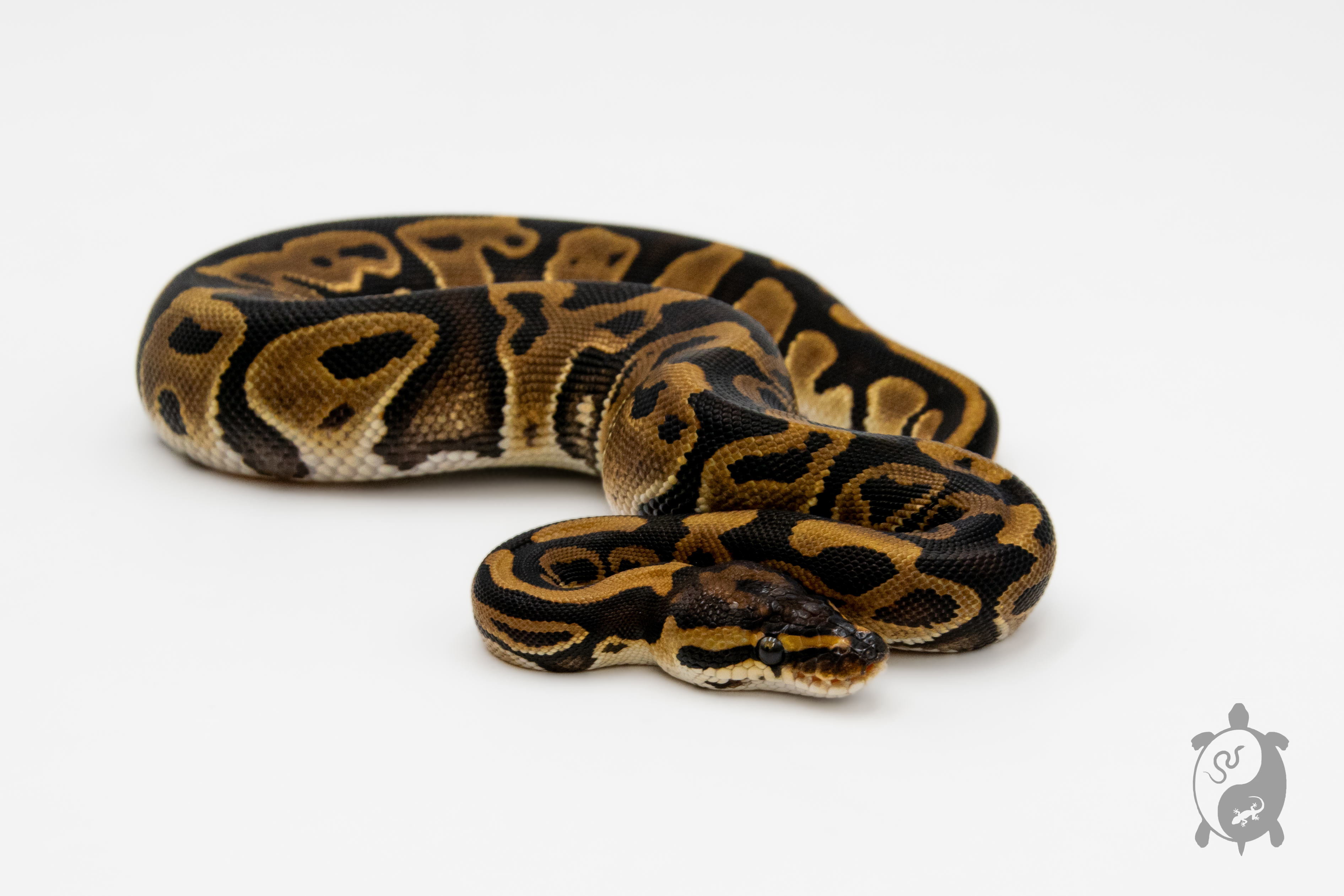 Python royal - Python regius Leopard
