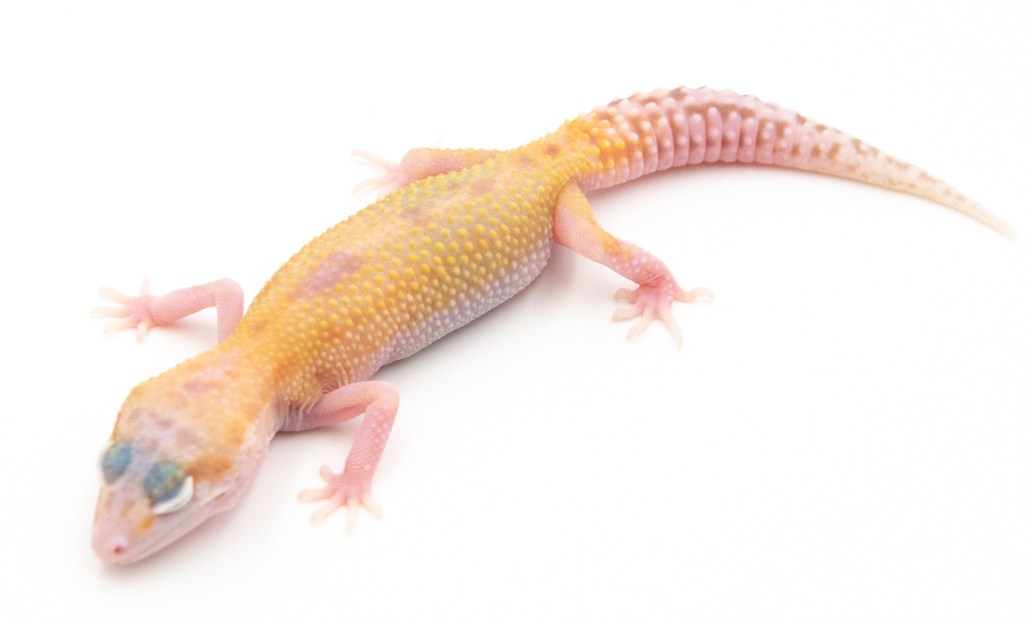 EG18 - Gecko Léopard - Eublepharis Macularius Raptor - non sexé - NC 2022