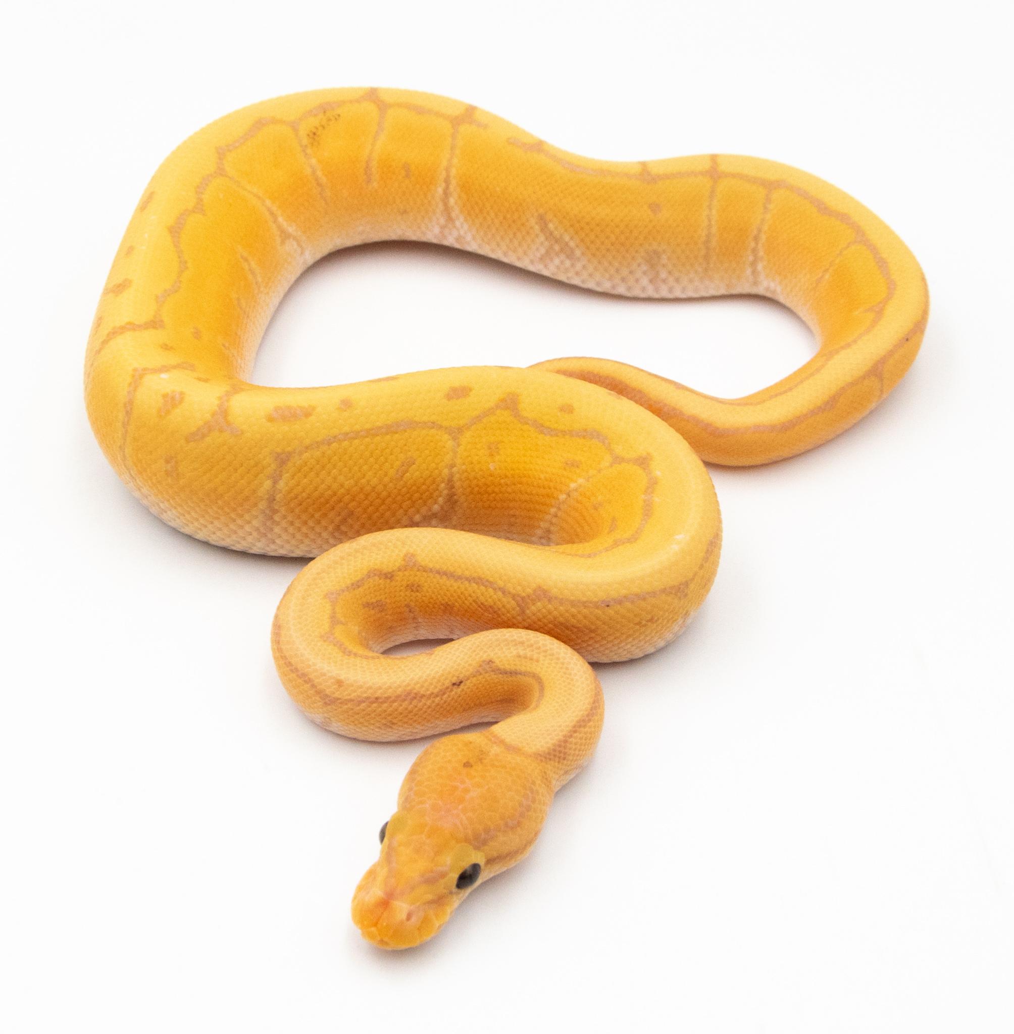 Python royal - Python regius Banana Pinstripe