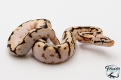 Python royal - Python regius Bumblebee Yellow Belly Sugar