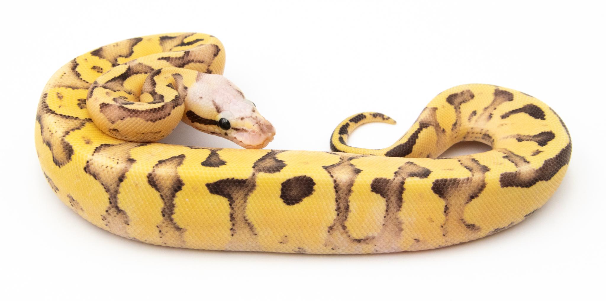 Python royal - Python Regius Vanilla Scream Butter